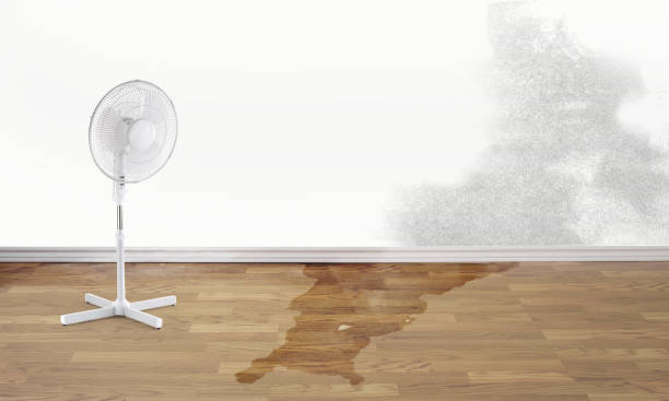 Best Water damage restoration specialists  in Mendota, IL