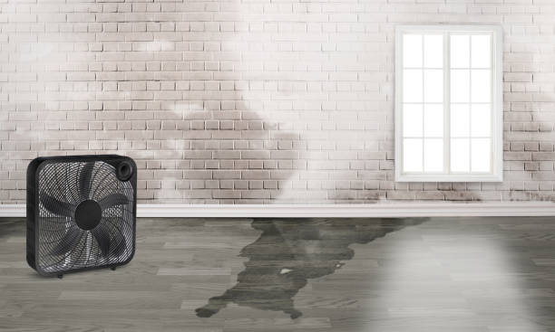 Best 24-hour water damage restoration  in Mendota, IL