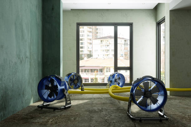 Best Flood restoration services  in Mendota, IL
